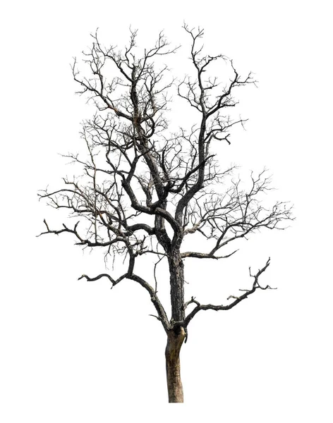 Arbre Mort Qui Sont Isolés Sur Fond Blanc Sont Adaptés — Photo