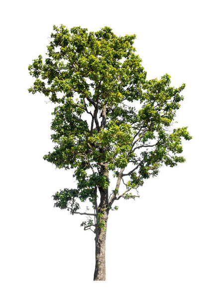 Tree that are isolated on a white background are suitable for both printing and web pages