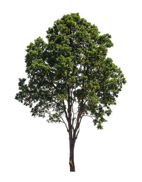 Tree that are isolated on a white background are suitable for both printing and web pages