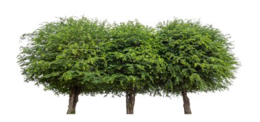 Beyaz arkaplan üzerinde izole edilmiş demirhindi ağacı hem yazdırma hem de web sayfaları için uygundur