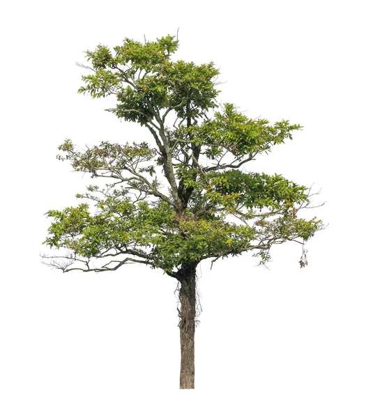 Árbol Que Aíslan Sobre Fondo Blanco Son Adecuados Tanto Para —  Fotos de Stock