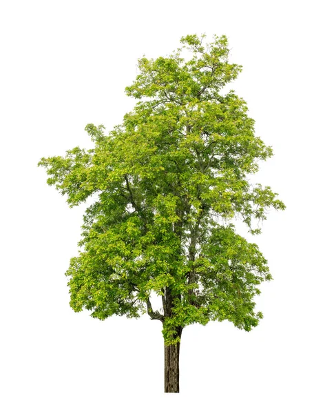 Drzewo Izolowane Białym Tle Nadaje Się Zarówno Druku Jak Stron — Zdjęcie stockowe