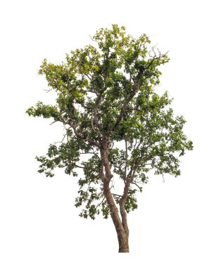 Beyaz arkaplanda izole edilmiş ağaç hem yazdırma hem de web sayfaları için uygundur