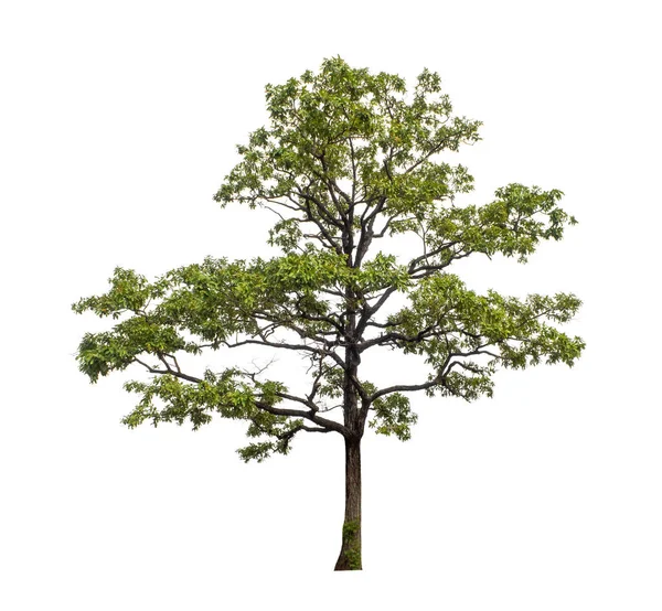 Albero Morto Che Sono Isolati Uno Sfondo Bianco Sono Adatti — Foto Stock