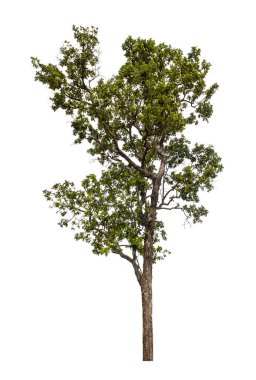 Beyaz arkaplanda izole edilmiş ağaç hem yazdırma hem de web sayfaları için uygundur