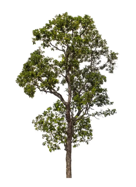 Arbre Qui Sont Isolés Sur Fond Blanc Sont Adaptés Pour — Photo