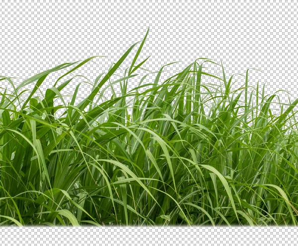 Sugar Cane Transparent Picture Background Clipping Path — Stockfoto