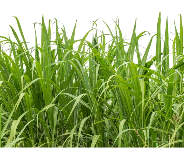 Sugar Cane Isolated White Background Cliping Path — Foto Stock