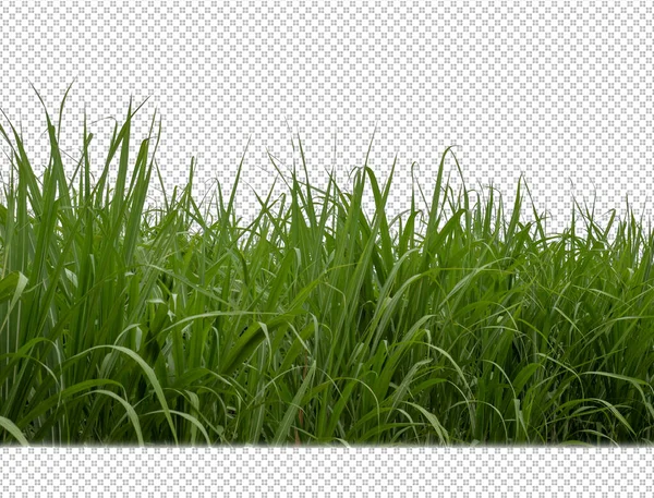 Sugar Cane Transparent Picture Background Clipping Path — Photo