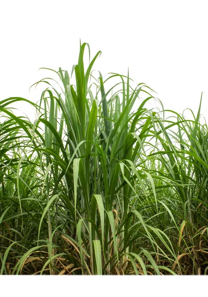 Sugar Cane Isolated White Background Cliping Path — Zdjęcie stockowe