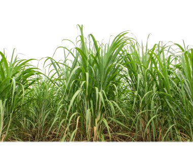 Sugar cane isolated on white background and cliping path