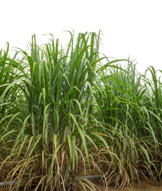 Sugar cane isolated on white background and cliping path