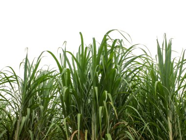 Sugar cane isolated on white background and cliping path