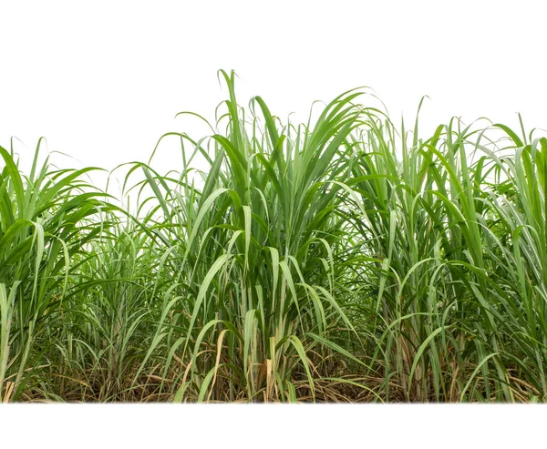 Sugar Cane Isolated White Background Cliping Path — Stockfoto