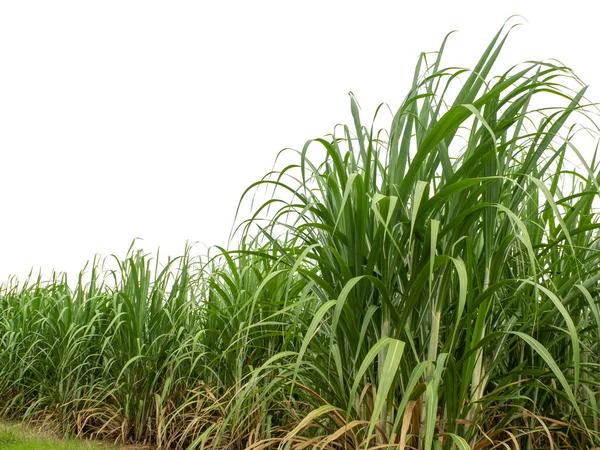 Sugar Cane Isolated White Background Cliping Path — Zdjęcie stockowe