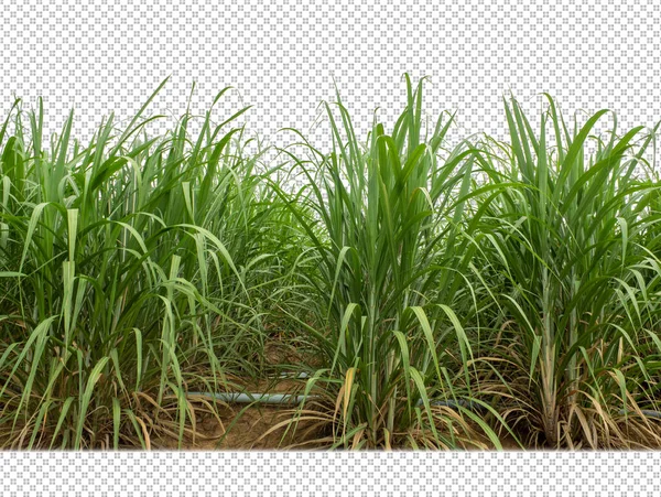 Sugar Cane Transparent Picture Background Clipping Path —  Fotos de Stock