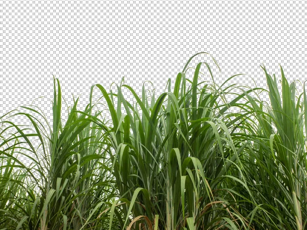 Sugar Cane Transparent Picture Background Clipping Path — 图库照片