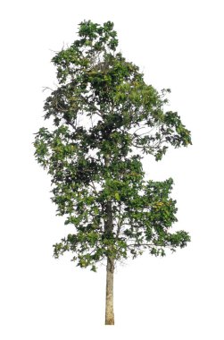 Beyaz arkaplanda izole edilmiş ağaç hem yazdırma hem de web sayfaları için uygundur