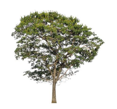 Beyaz arkaplanda izole edilmiş ağaç hem yazdırma hem de web sayfaları için uygundur