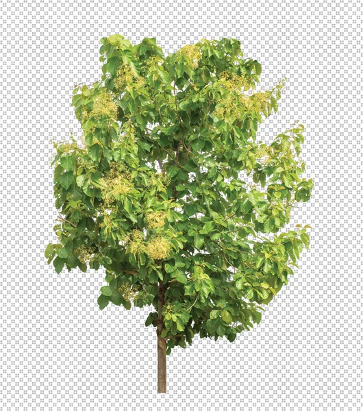 Baum Auf Transparentem Bildhintergrund Mit Clipping Pfad Und Alphakanal — Stockfoto