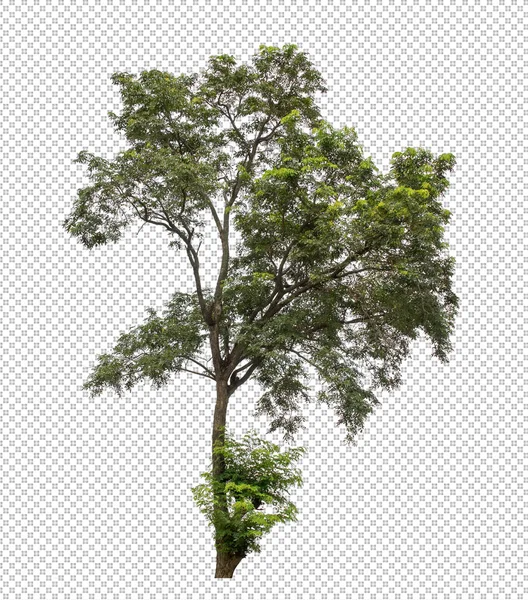 Tree Transparent Picture Background Clipping Path Alpha Channel — Stock Photo, Image