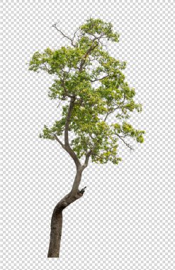 Klipsleme yolu ve alfa kanalı olan şeffaf resim arkaplanındaki ağaç
