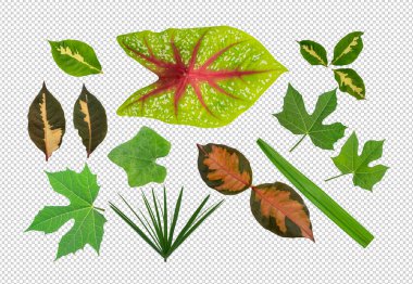 şeffaf arkaplanda yaprakların koleksiyonu