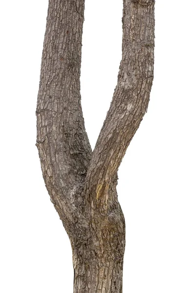 Beyaz arka planda izole edilmiş bir ağacın gövdesi.