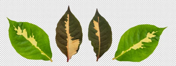 透明性のある背景に葉を集め — ストック写真