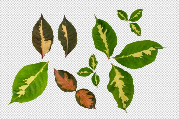 Collection Leaves Transparent Background — Stock Photo, Image