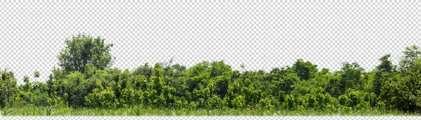 Sugar Cane Transparent Picture Background Clipping Path — Stock Photo, Image