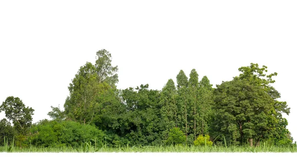 Árvores Verdes Isoladas Sobre Fundo Branco São Floresta Folhagem Verão — Fotografia de Stock