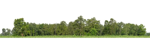Yeşil ağaçlar beyaz arka planda izole edilmiş. Yazın kesim yolu ve alfa kanallı hem yazdırma hem de web sayfaları için orman ve yeşilliktir