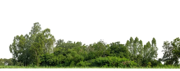 Yeşil ağaçlar beyaz arka planda izole edilmiş. Yazın kesim yolu ve alfa kanallı hem yazdırma hem de web sayfaları için orman ve yeşilliktir