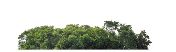 Yeşil Ağaçlar Beyaz Arka Planda Izole Edilmiş Yazın Kesim Yolu — Stok fotoğraf