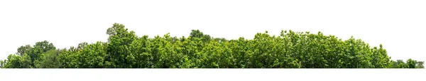 Árvores Verdes Isoladas Sobre Fundo Branco São Floresta Folhagem Verão — Fotografia de Stock