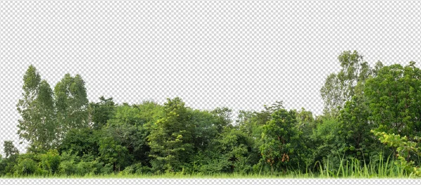 Зелені Дерева Прозорому Фоні Ліс Листя Влітку Друку Веб Сторінок — стокове фото