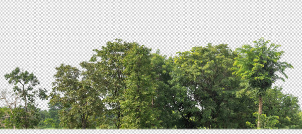 Green Trees on transparent background. are Forest and foliage in summer for both printing and web pages with cut path and alpha channel