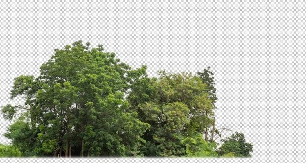 Zöld Fák Átlátszó Háttérrel Vannak Erdő Lombozat Nyáron Mind Nyomtatás — Stock Fotó