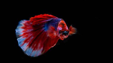 Siyam betta balığı Tayland 'ın ulusal balığıdır. Bu bir avcı balığı. Bu figürün ayırt edici özelliği üç renktir: beyaz-kırmızı-mavi.