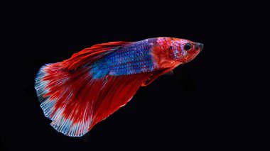 Siyam betta balığı Tayland 'ın ulusal balığıdır. Bu bir avcı balığı. Bu figürün ayırt edici özelliği üç renktir: beyaz-kırmızı-mavi.