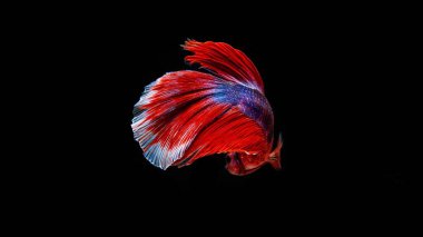 Siyam betta balığı Tayland 'ın ulusal balığıdır. Bu bir avcı balığı. Bu figürün ayırt edici özelliği üç renktir: beyaz-kırmızı-mavi.