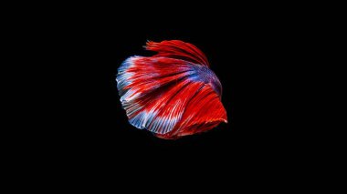 Siyam betta balığı Tayland 'ın ulusal balığıdır. Bu bir avcı balığı. Bu figürün ayırt edici özelliği üç renktir: beyaz-kırmızı-mavi.