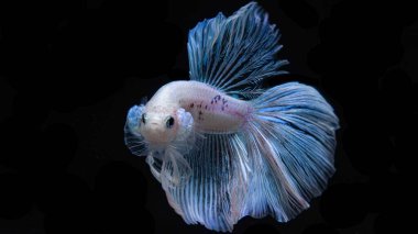 Siyam dövüş balığı Tayland 'ın ulusal balığıdır. Avcı balığı. Bu figürün ayırt edici özelliği altın parıldayan gözleriyle beyazdır..