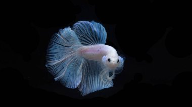 Siyam dövüş balığı Tayland 'ın ulusal balığıdır. Avcı balığı. Bu figürün ayırt edici özelliği altın parıldayan gözleriyle beyazdır..