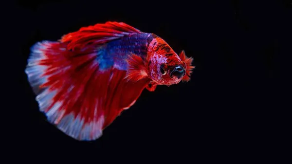 Siamese Betta 태국의 물고기이다 그것은 물고기이다 그림의 특징은 색상을 가지고 — 스톡 사진