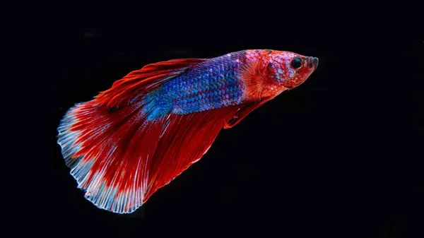 Pesce Betta Siamese Pesce Nazionale Della Thailandia Pesce Combattente Caratteristica — Foto Stock