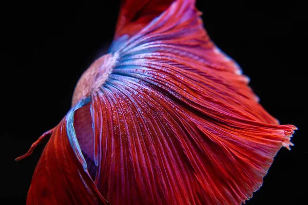 Cauda Vermelha Peixes Betta Que Estão Balançando Livremente Naturalmente Bonito — Fotografia de Stock