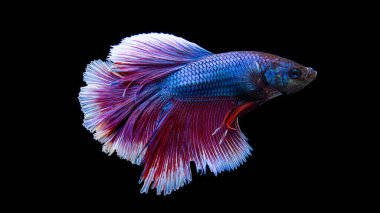 Betta, Siyam dövüşçü balığı, Tayland 'dan güzel balık, güzel kuyruklu siyah arka plan.
