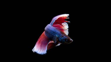 Betta, Siyam dövüşçü balığı, Tayland 'dan güzel balık, güzel kuyruklu siyah arka plan.